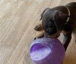 Small #6 Doberman Pinscher