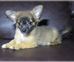 Small #11 Chihuahua
