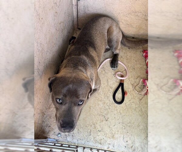 Medium Photo #1 Labrador Retriever-Unknown Mix Puppy For Sale in Oklahoma City, OK, USA