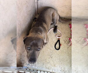 Labrador Retriever-Unknown Mix Dogs for adoption in Oklahoma City, OK, USA