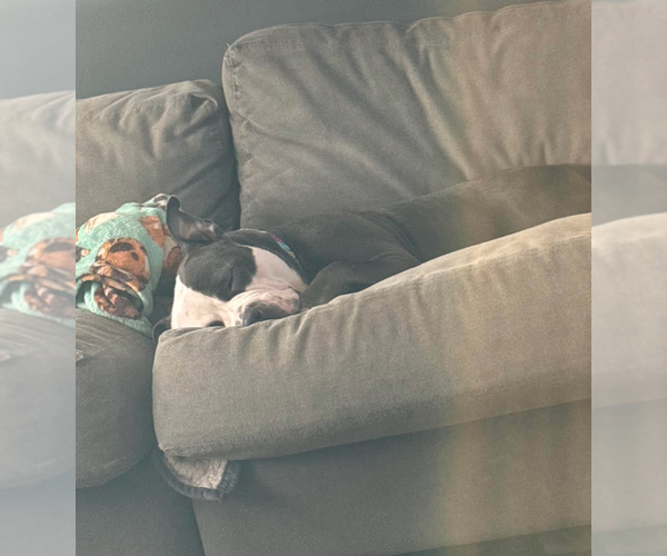 Medium Photo #5 American Bulldog-Unknown Mix Puppy For Sale in Princeton, MN, USA