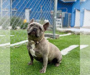 Mother of the French Bulldog puppies born on 03/21/2025