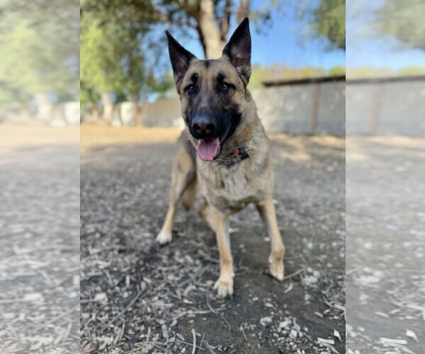 Medium Photo #2 German Shepherd Dog Puppy For Sale in San Diego, CA, USA