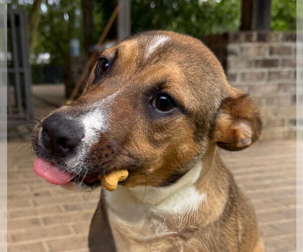 Medium Photo #5 Mutt Puppy For Sale in Woodbury, NY, USA