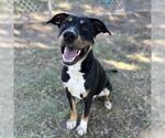 Small American Pit Bull Terrier Mix