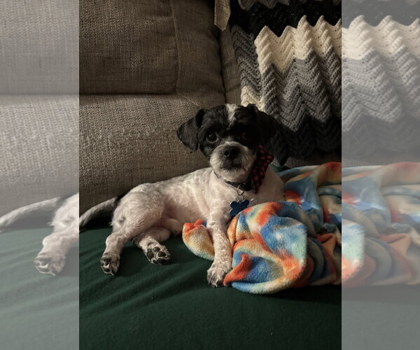 Medium Photo #3 Shih-Poo Puppy For Sale in Forest, VA, USA