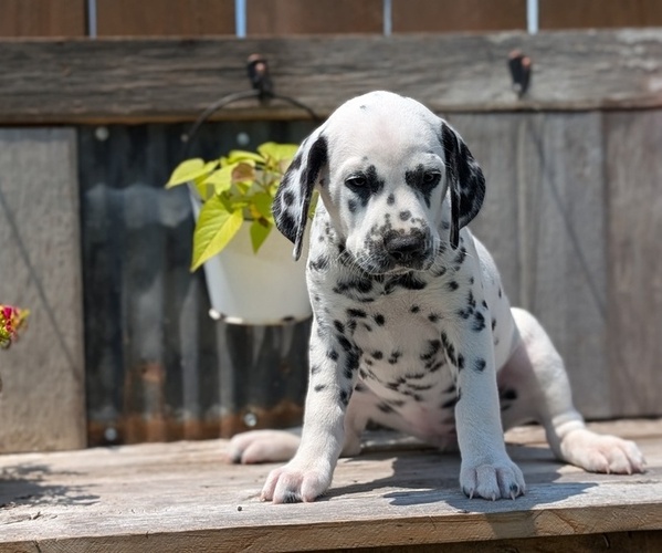 Medium Photo #55 Dalmatian Puppy For Sale in GOSHEN, IN, USA