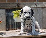 Small Photo #55 Dalmatian Puppy For Sale in GOSHEN, IN, USA