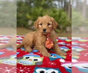 Goldendoodle Puppy for sale in FROSTPROOF, FL, USA