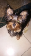 Yorkshire Terrier Puppy for sale in WEST PALM BEACH, FL, USA