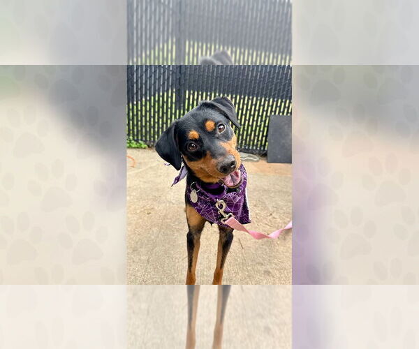 Medium Photo #1  Puppy For Sale in , 