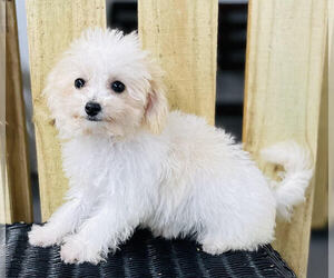 Bichpoo Puppy for sale in CINCINNATI, OH, USA