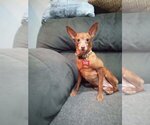 Small Photo #1 Miniature Pinscher Puppy For Sale in Gloucester, VA, USA