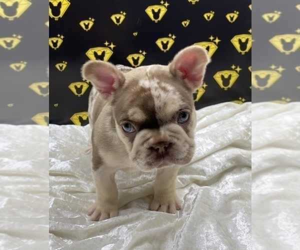 Full screen Photo #2 French Bulldog Puppy For Sale in RAYMORE, MO, USA