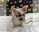 Small Photo #2 French Bulldog Puppy For Sale in RAYMORE, MO, USA