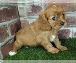 Small #18 Cavalier King Charles Spaniel