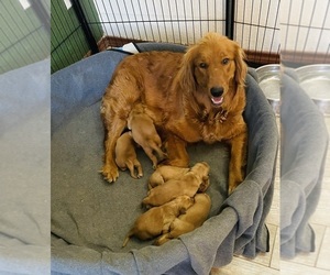 Mother of the Golden Retriever puppies born on 05/30/2023