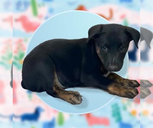 Medium Photo #1 Mutt Puppy For Sale in San Antonio, TX, USA
