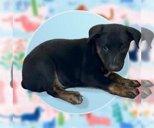 Mutt Dogs for adoption in San Antonio, TX, USA