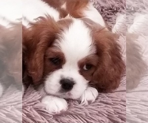 Mother of the Cavalier King Charles Spaniel puppies born on 01/26/2024