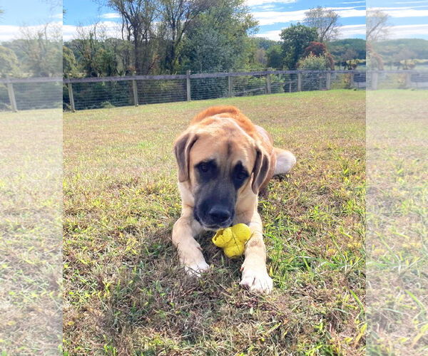 Medium Photo #7 Anatolian Shepherd-Unknown Mix Puppy For Sale in Unionville, PA, USA
