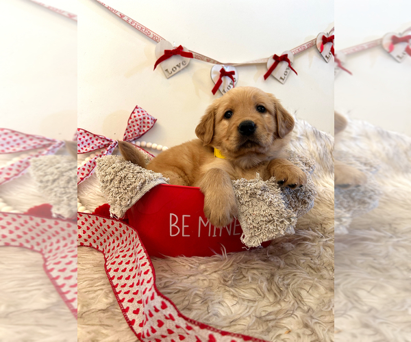 Medium Photo #27 Golden Retriever Puppy For Sale in WASECA, MN, USA