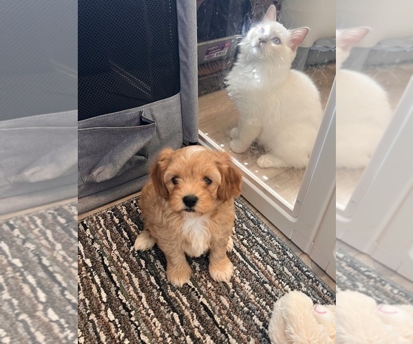 Medium Photo #2 Maltipoo (Toy) Puppy For Sale in BELDING, MI, USA