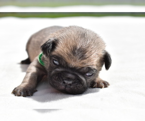 Pug Puppy for sale in PALM COAST, FL, USA
