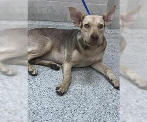 German Shepherd Dog-Unknown Mix Dogs for adoption in Conroe, TX, USA
