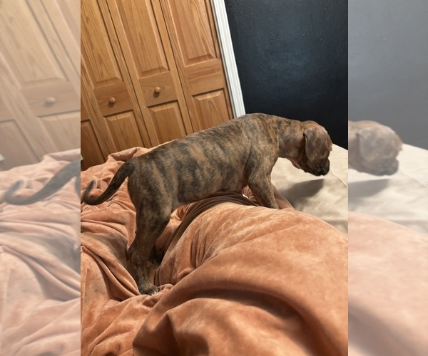 Medium Photo #6 American Bully-Boxer Mix Puppy For Sale in HAMMOND, IN, USA