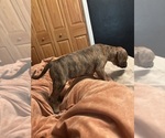 Small Photo #6 American Bully-Boxer Mix Puppy For Sale in HAMMOND, IN, USA