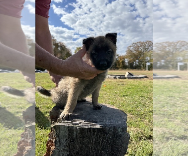 Medium Photo #5 Belgian Malinois Puppy For Sale in TOMS RIVER, NJ, USA