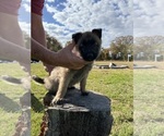 Small #4 Belgian Malinois