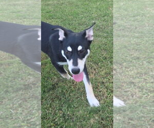 Ginger - Female Alusky Dog for Adoption - Photo #3