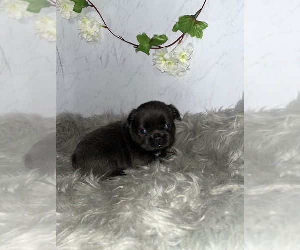 Medium Photo #5 French Bulldog Puppy For Sale in PHOENIX, AZ, USA