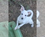Small #3 Chiweenie