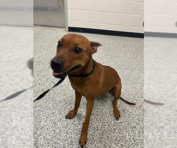 Medium Photo #2 Rhodesian Ridgeback-Unknown Mix Puppy For Sale in Rosenberg, TX, USA