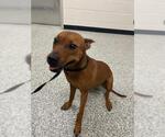 Small #1 Rhodesian Ridgeback Mix