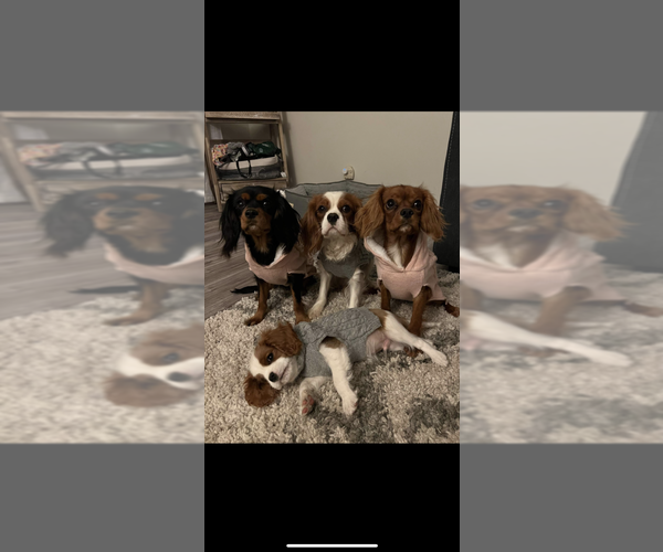 Medium Photo #1 Cavalier King Charles Spaniel Puppy For Sale in ALBUQUERQUE, NM, USA