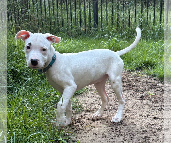 Medium Photo #3 Mutt Puppy For Sale in Mount Pleasant, SC, USA