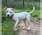 Small #2 Mutt