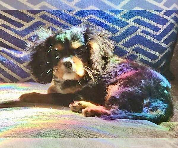 Medium Photo #3 Cavalier King Charles Spaniel Puppy For Sale in Lee's Summit, MO, USA