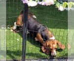 Small Basset Hound