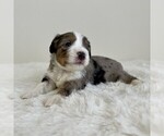 Small #6 Aussiedoodle Miniature -Miniature Bernedoodle Mix