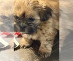 Small #1 Shih Tzu