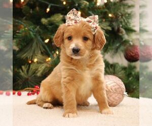 Goldendoodle-Labrador Retriever Mix Puppy for sale in NARVON, PA, USA
