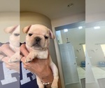 Puppy 2 French Bulldog