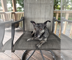 Maci - Female Chiweenie Dog for Adoption - Photo #5