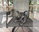 Small Photo #5 Chiweenie Puppy For Sale in Weston, FL, USA