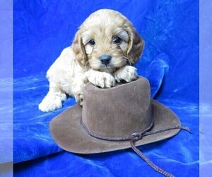 Cavapoo Puppy for sale in NORWOOD, MO, USA